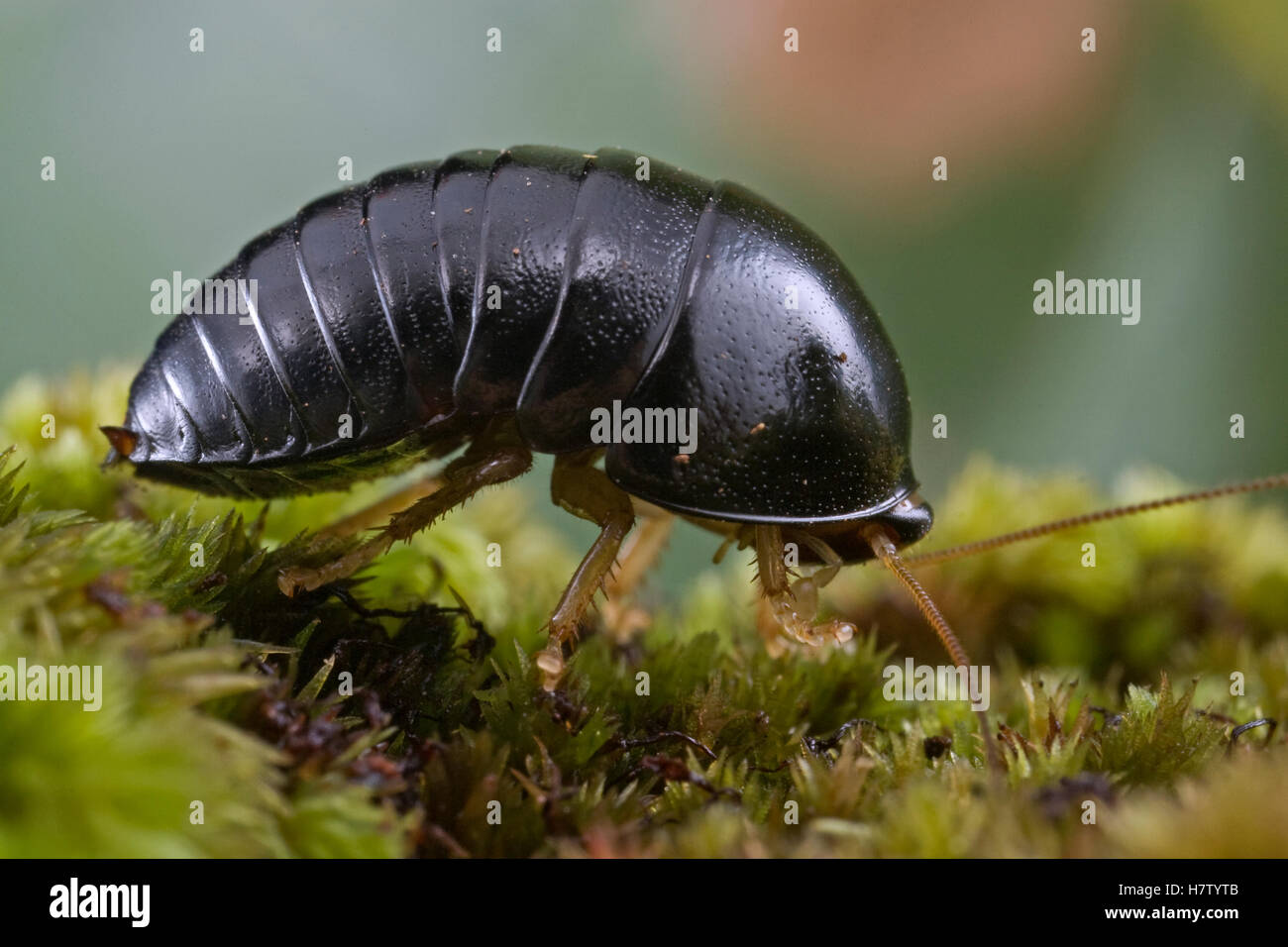 Ball Cockroach (Perisphaerus sp), Virachey National Park, Cambodia