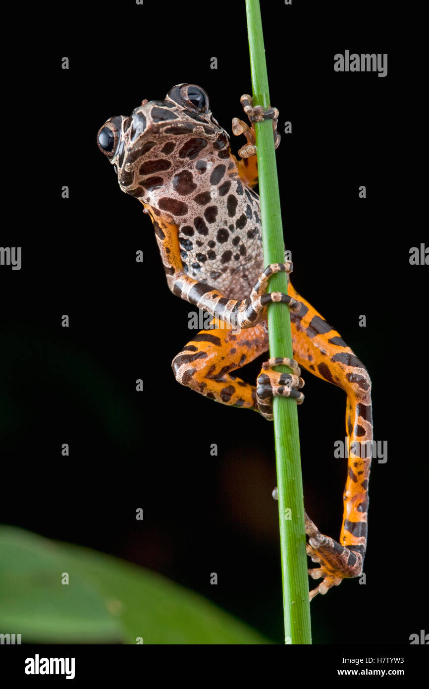 Ivory Coast Running Frog (Kassina arboricola), Atewa Range Forest ...