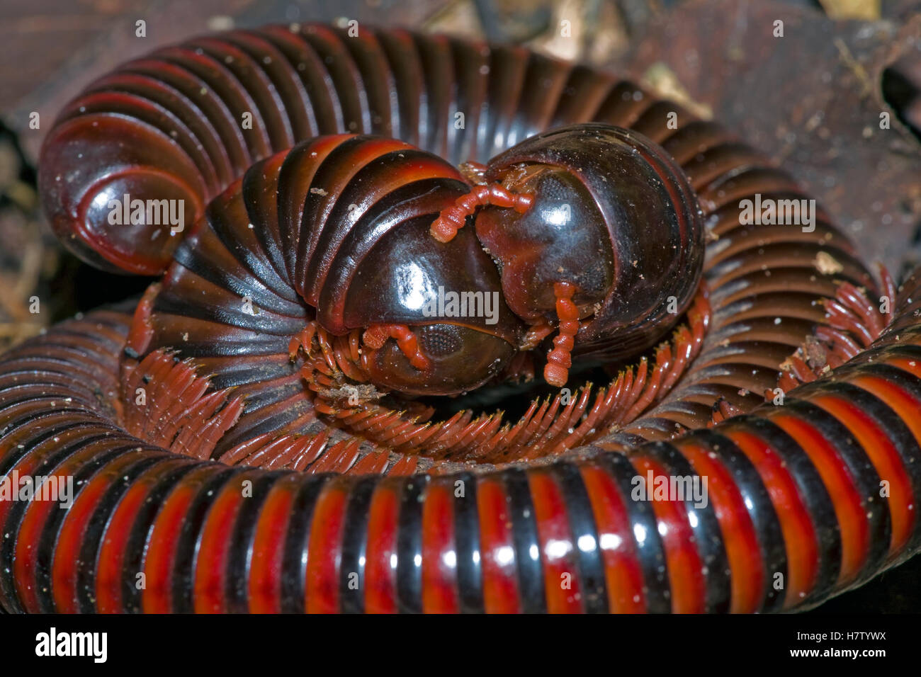 Millipede pair, Ajenjua Bepo Forest Reserve, Ghana Stock Photo Alamy