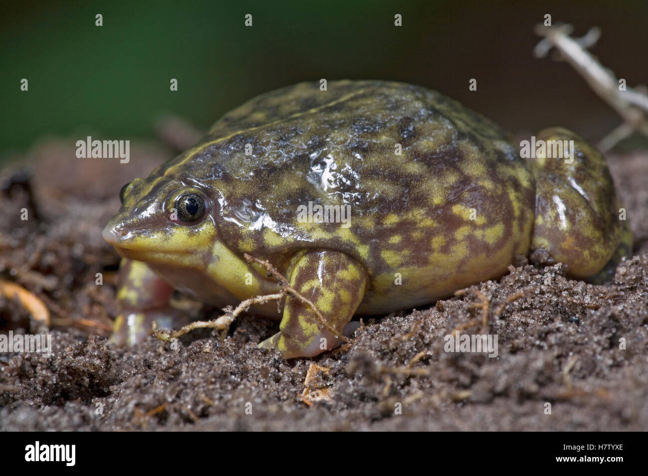 Mottled Shovel-nosed Frog (Hemisus marmoratus) has narrow pointed head that helps them bury themsleves with a great speed, they Stock Photo