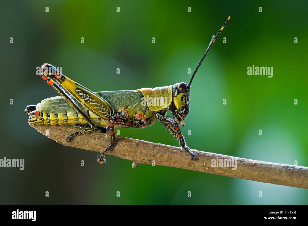 Variegated Grasshopper (Zonocerus variegatus), a pest species, Ajenjua ...