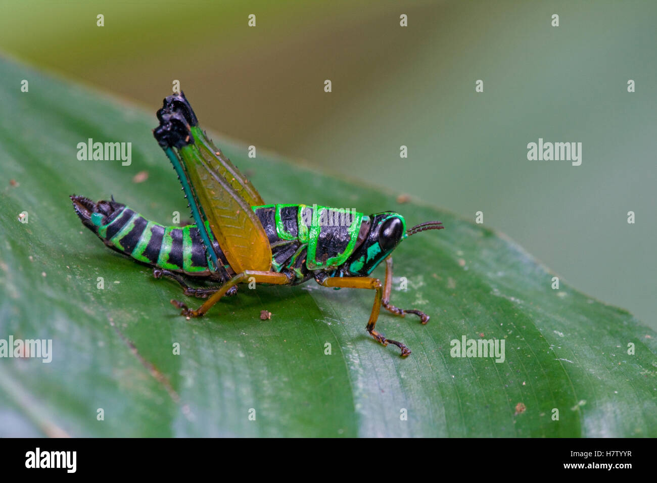 Grasshopper (Eumastacidae) has bright, aposematic coloration that ...