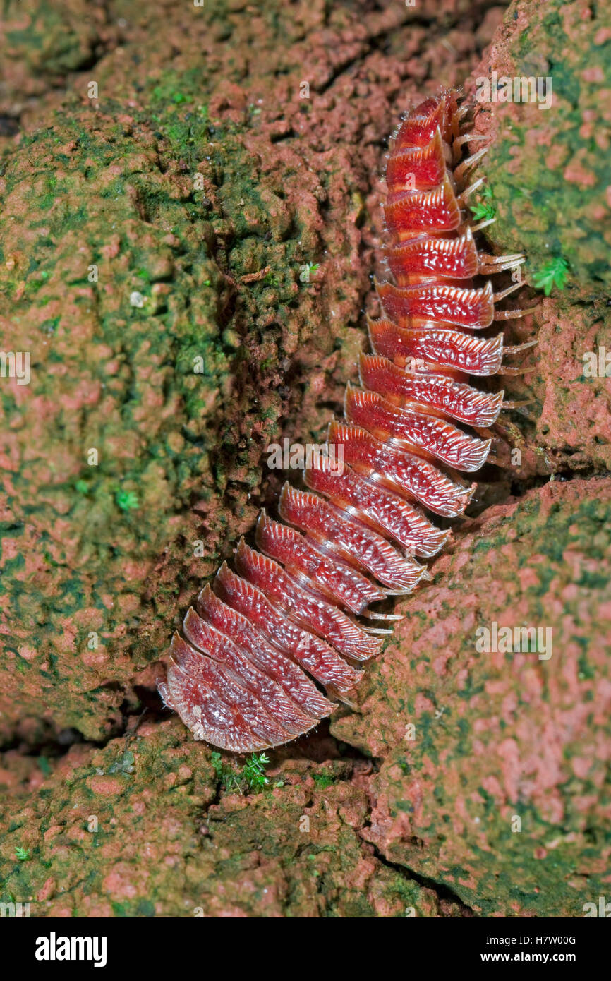 Millipede, Atewa Range, Ghana Stock Photo Alamy