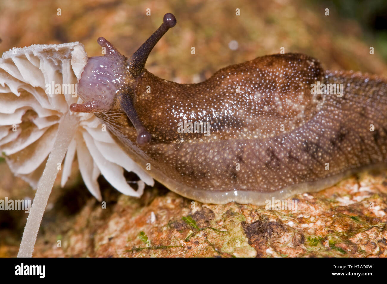 Snail eating mushroom, Atewa Range, Ghana Stock Photo Alamy