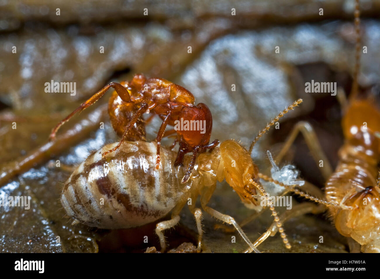 Safari Ant (Dorylus sp) attacking termites, Atewa Range, Ghana Stock Photo