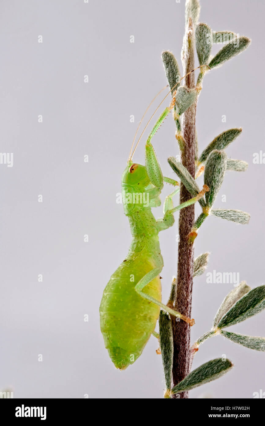 Heelwalker, a new order of insects discovered in 2002, thought to be ...