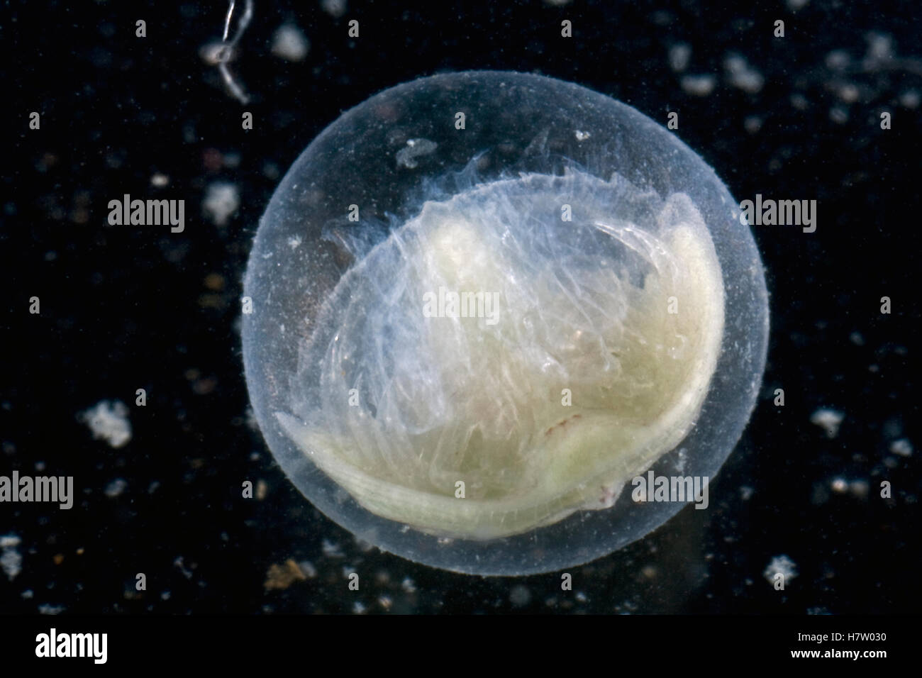 Horseshoe Crab (Limulus polyphemus) egg with a fully developed embryo