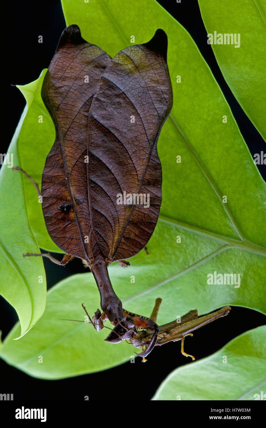Mantid (Acanthops falcataria) male feeding on Brownsberg
