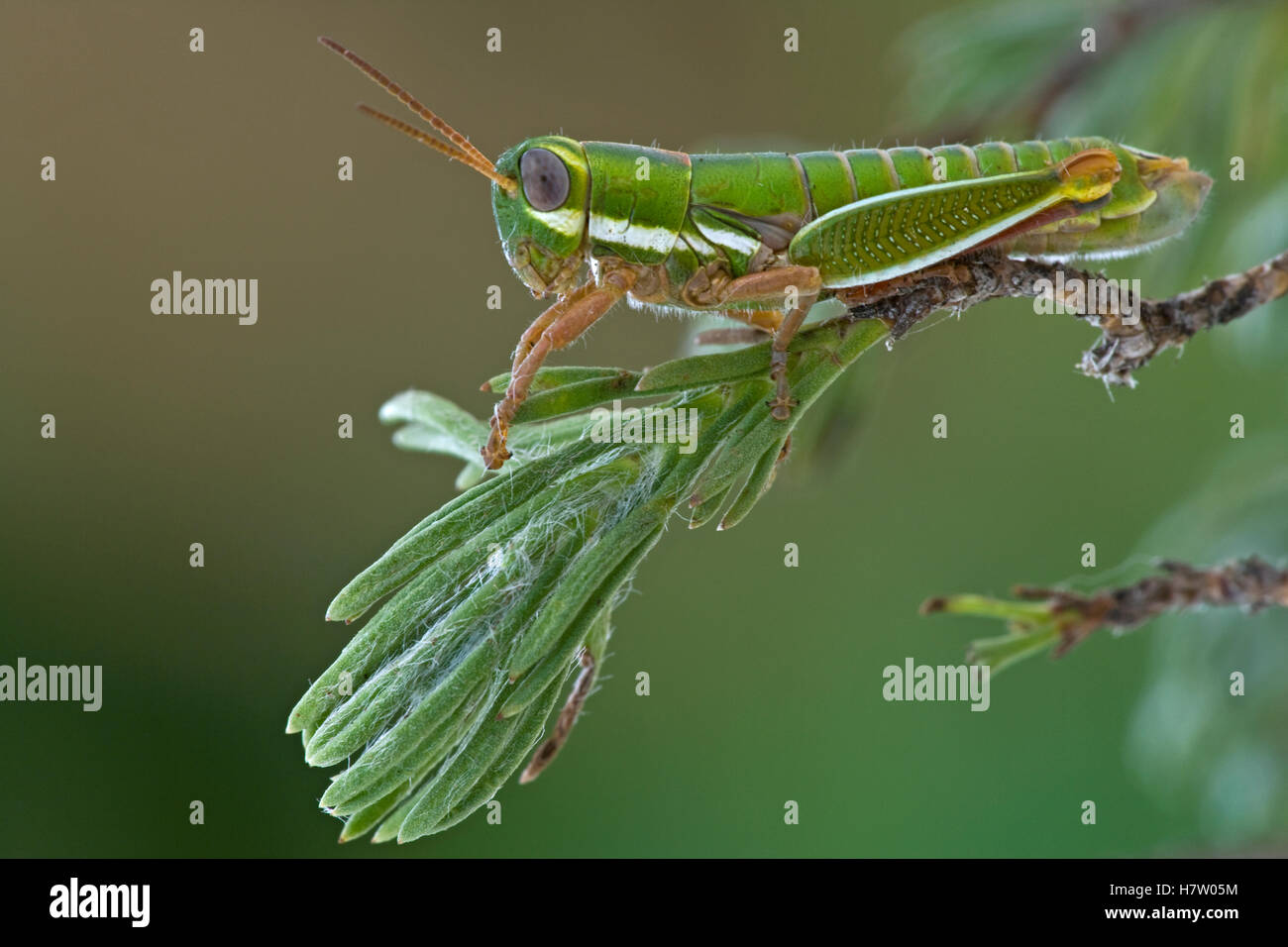 Letsatsi Insect Wingless Grasshopper (Lentulidae), Maloti Mountains, Lesotho, South ...