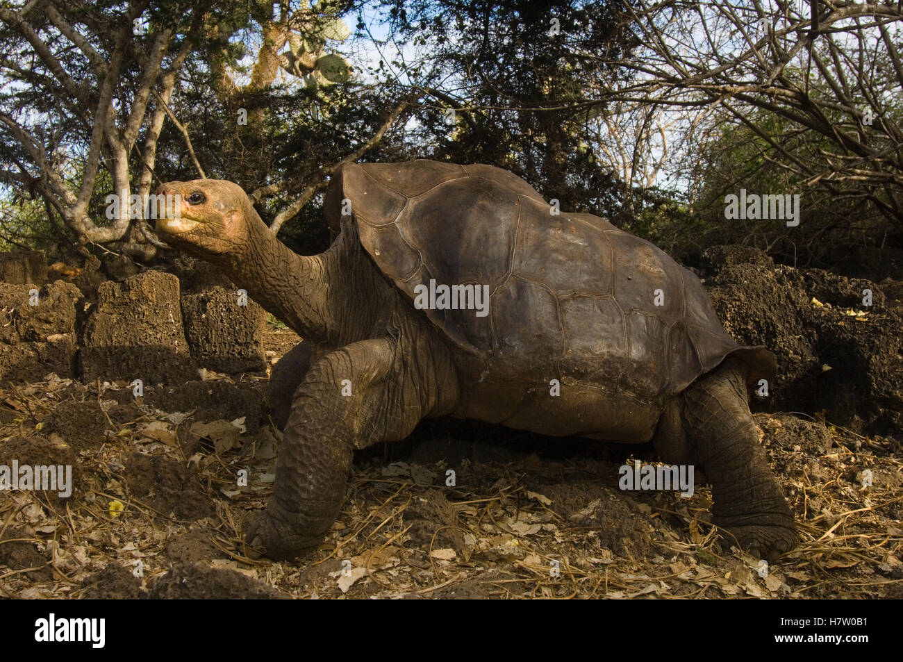 pinta-island-galapagos-tortoise-chelonoidis-nigra-abingdoni-lonesome