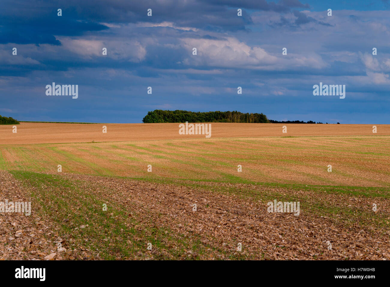 Agricultural field Stock Photo