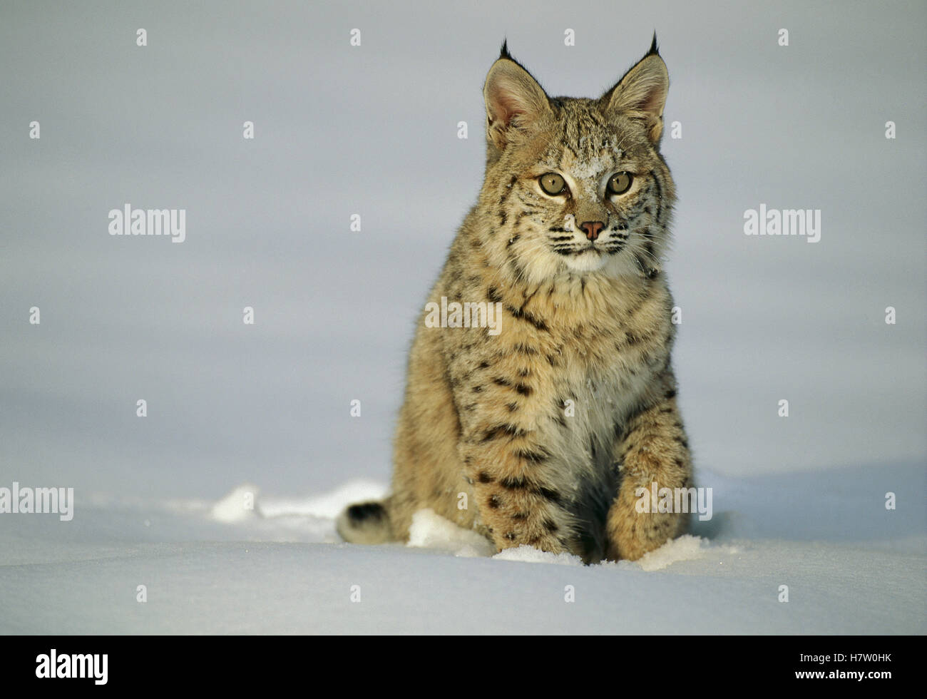 Bobcat (Lynx rufus) sitting in snow, Uinta National Forest, Utah Stock Photo Alamy