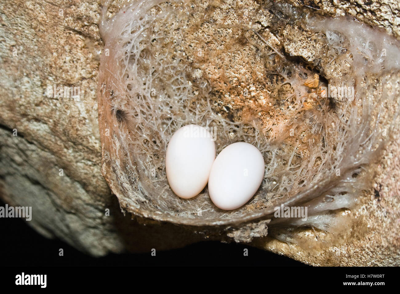 Ediblenest Swiftlet (Aerodramus fuciphagus) nest with eggs, North