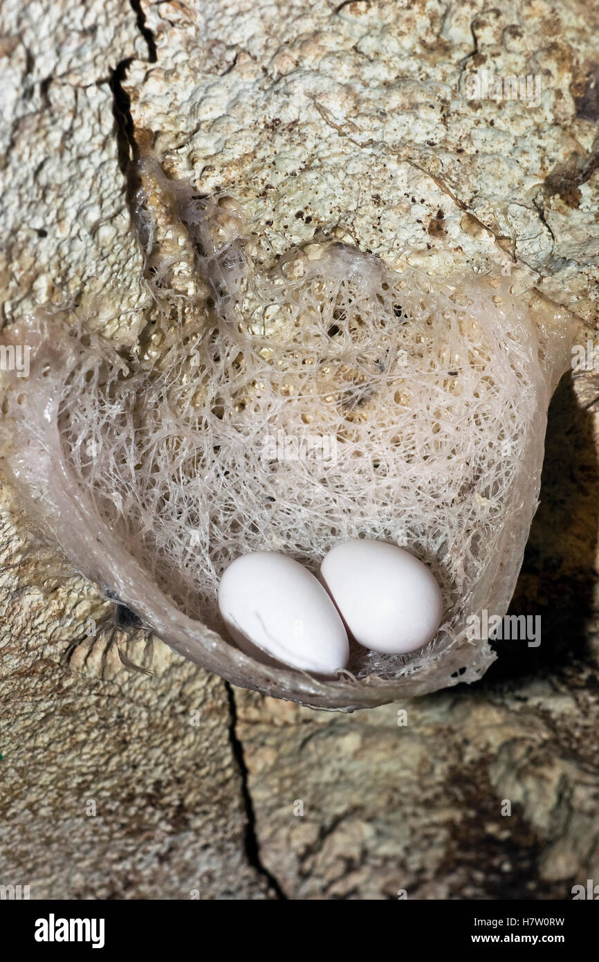 Edible Nest Swiftlet Aerodramus Fuciphagus Nest With Eggs North Andaman Islands India Stock Photo Alamy