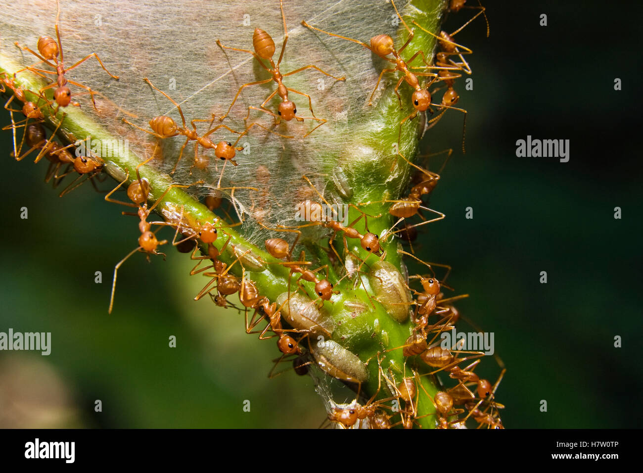 Weaver Ant (Oecophylla longinoda) group at nest in the rainforest ...