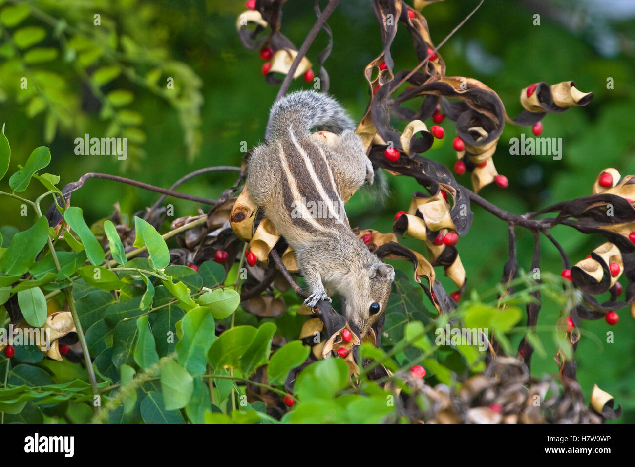 Fivestriped Palm Squirrel (Funambulus pennanti) foraging, Chennai