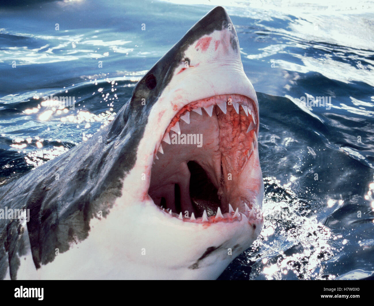 Great White Shark (Carcharodon carcharias) at surface with open mouth, Neptune Islands, Australia, *digitally enhanced* Stock Photo