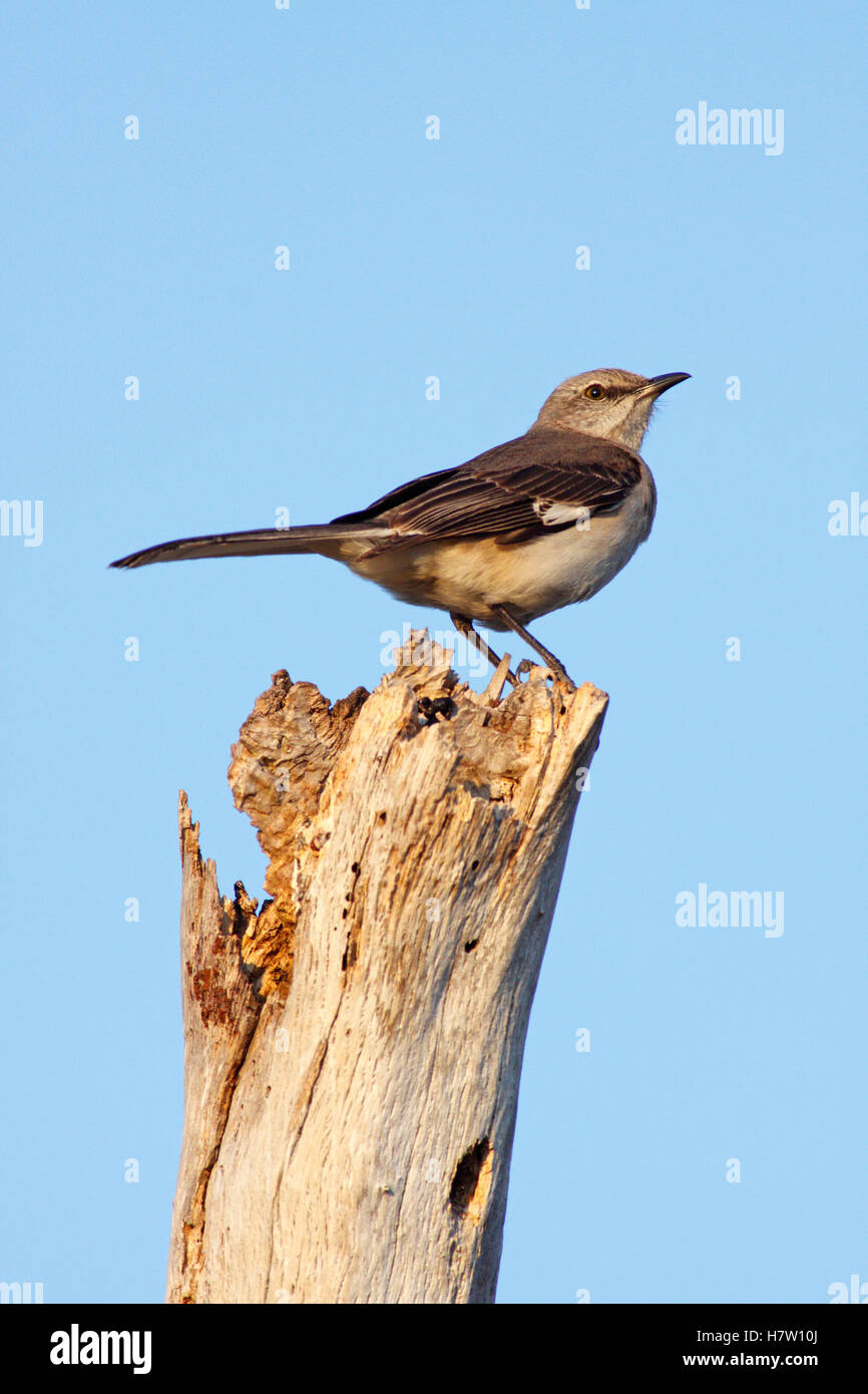 Northern Mockingbird (Mimus polyglottos), Kissimmee Prairie Preserve