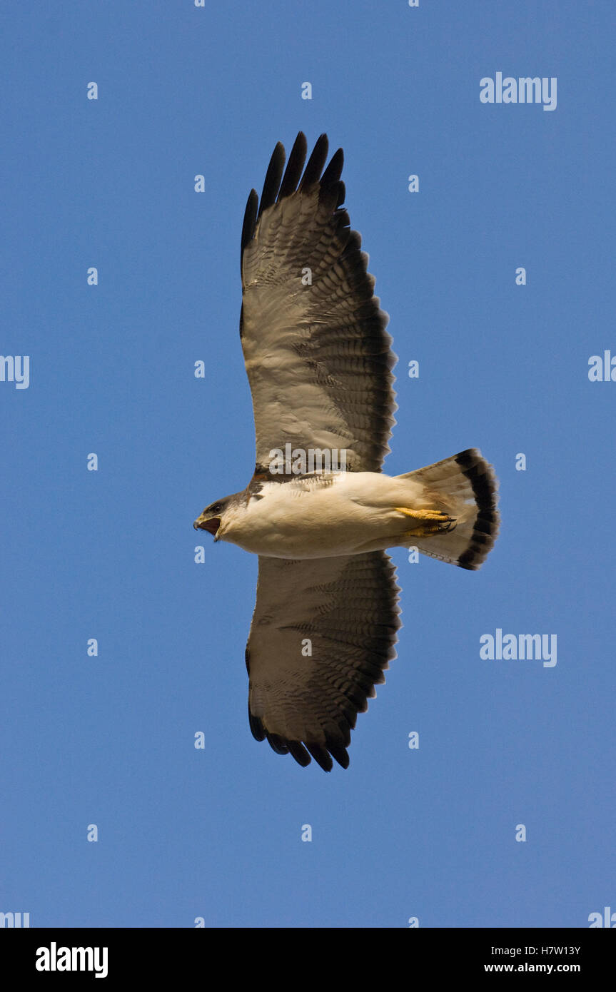 Red-backed Hawk (Buteo polyosoma) flying, Pebble Island, Falkland Islands Stock Photo