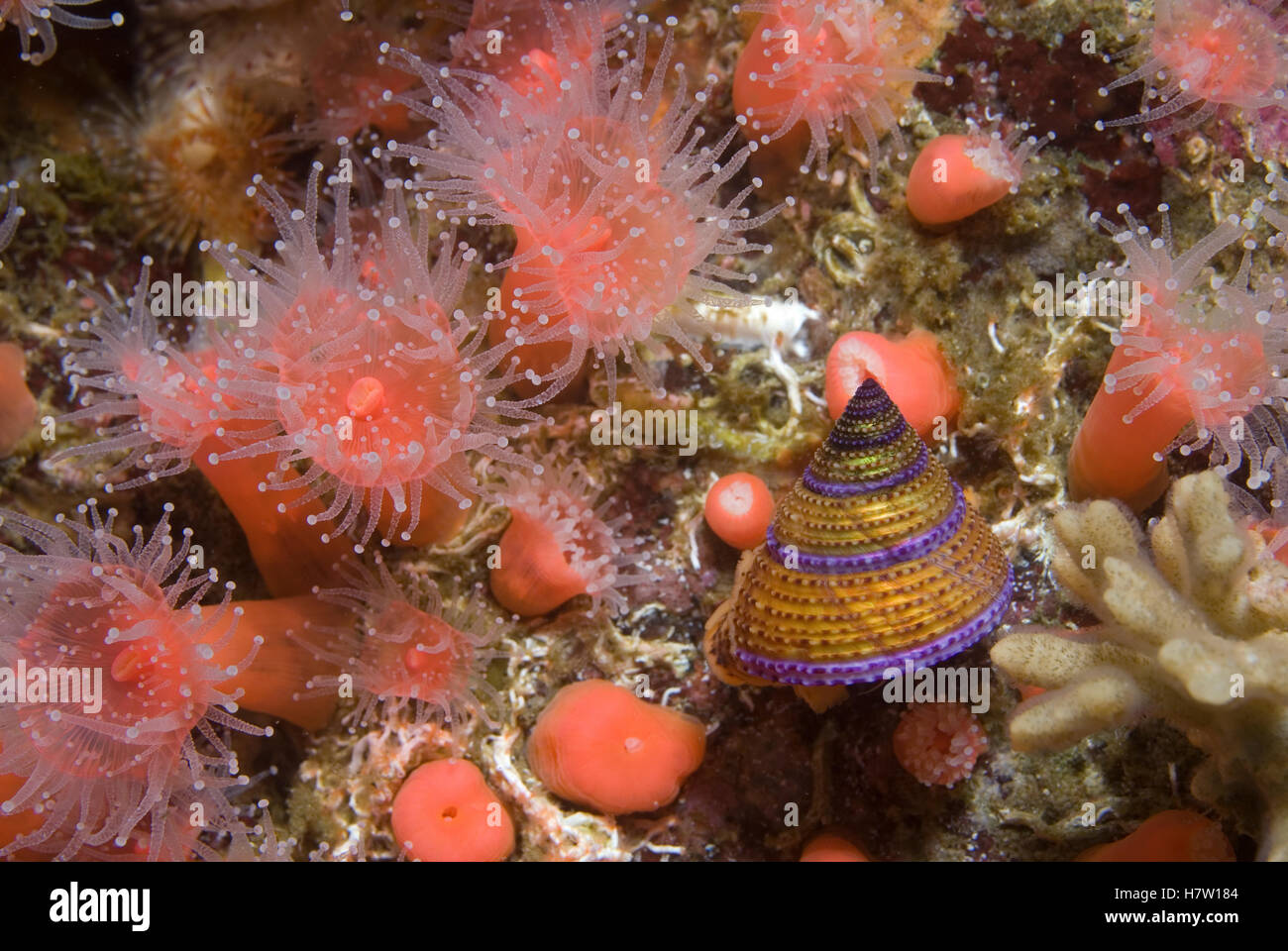 Purple Ringed Top Shell Purple-ring Top Snail (Calliostoma annulatum) attacking Strawberry ...