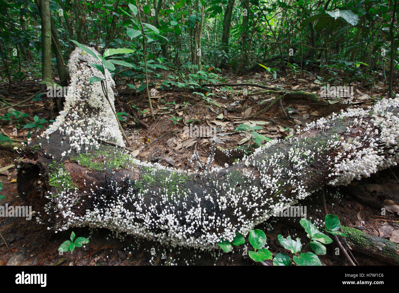 Mushrooms on log in tropical rainforest, Lobeke National Park, Cameroon Stock Photo