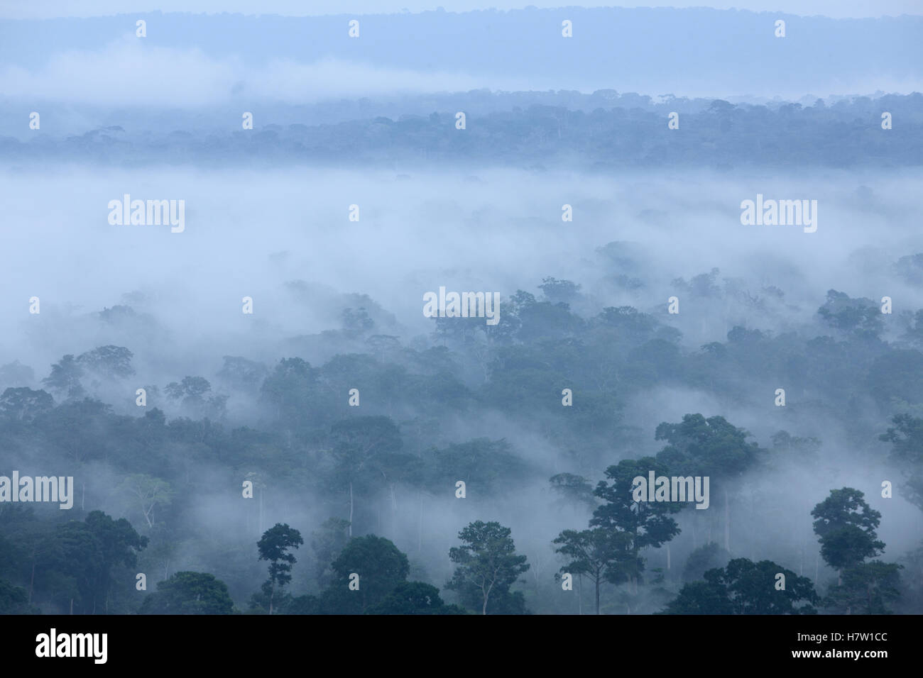 Mist over tropical rainforest, southeastern Cameroon Stock Photo