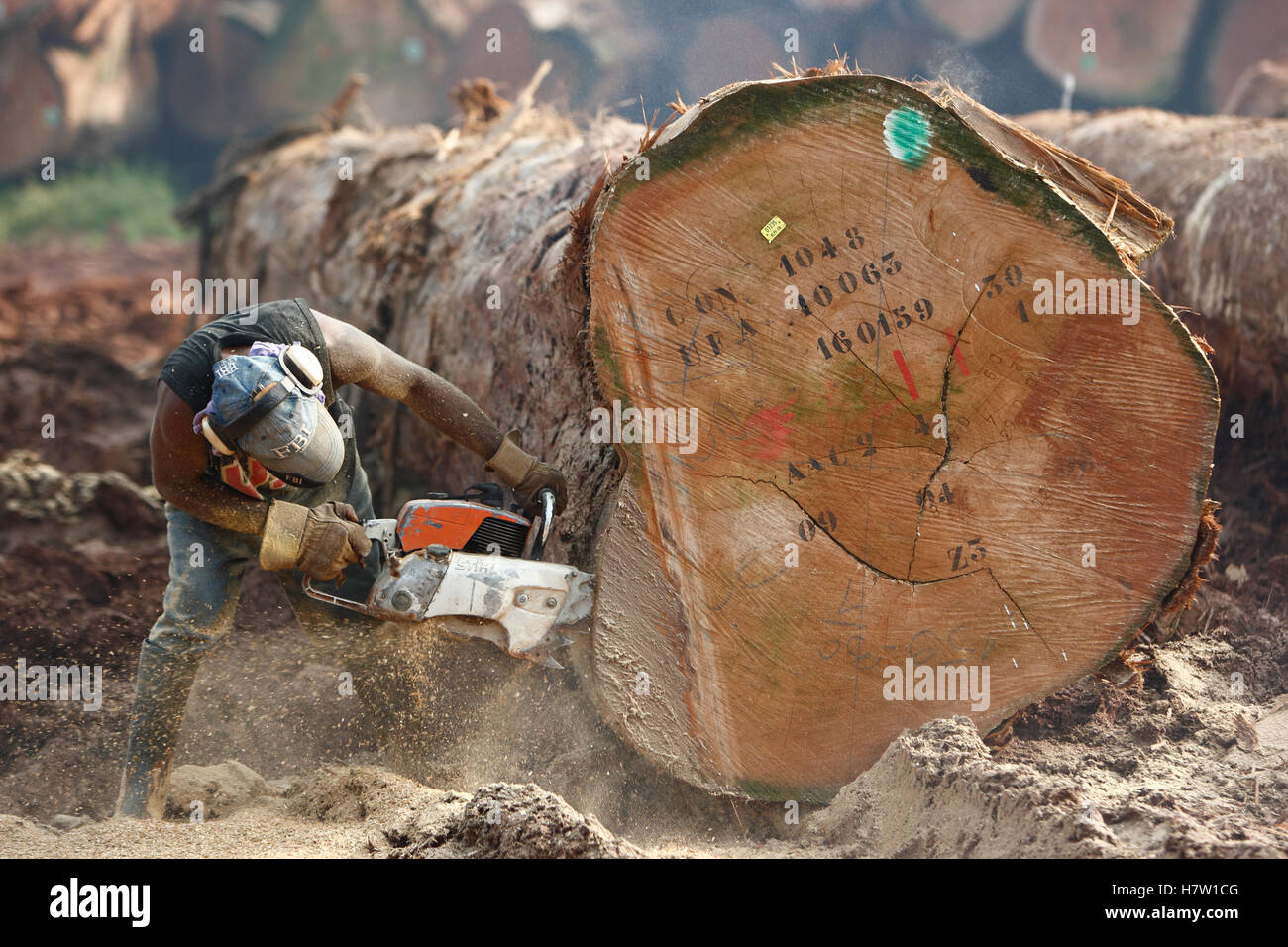 Logger cutting trunk of rainforest tree, Cameroon Stock Photo - Alamy