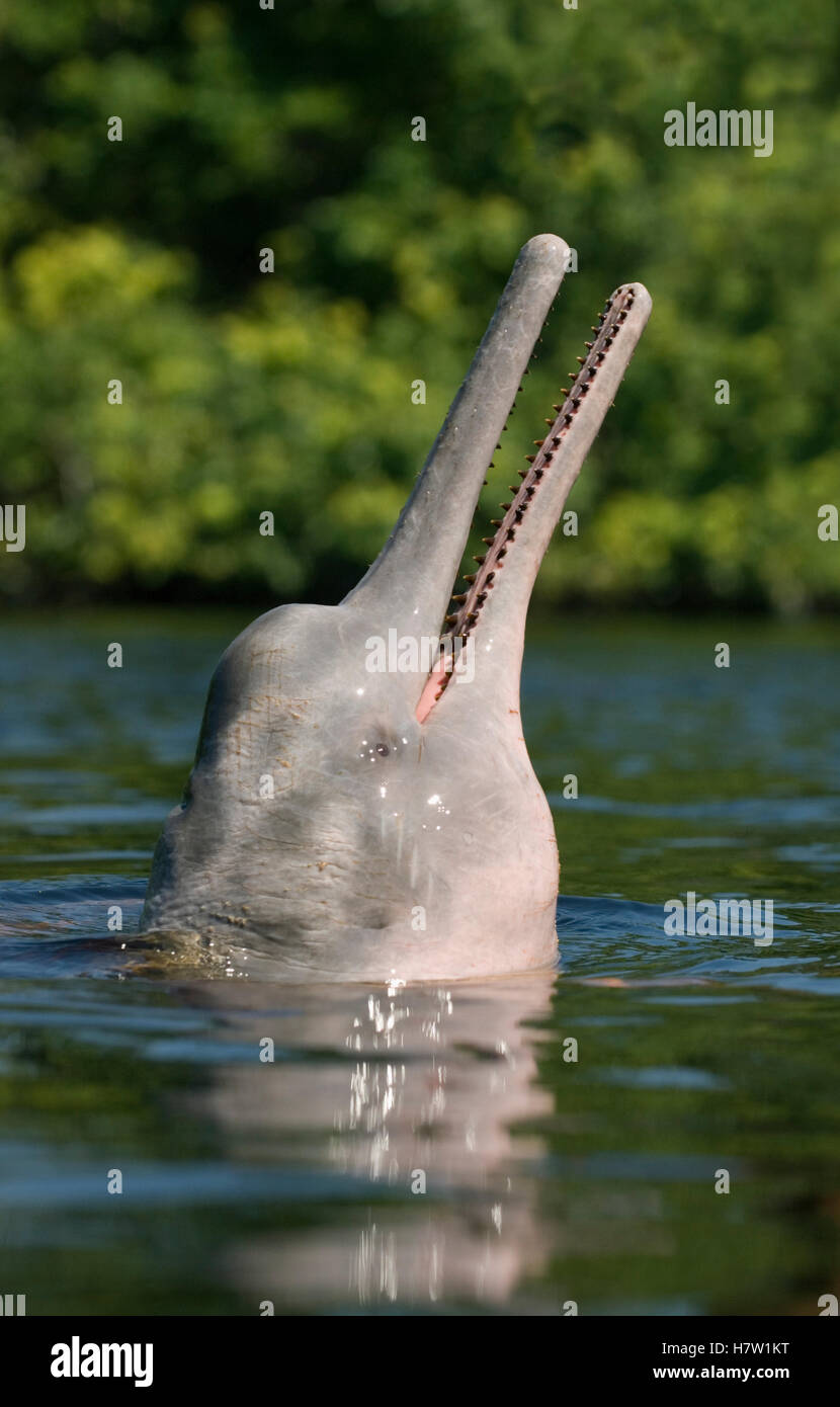 Amazon River Dolphin (Inia geoffrensis) at surface, Rio Negro, Amazonia
