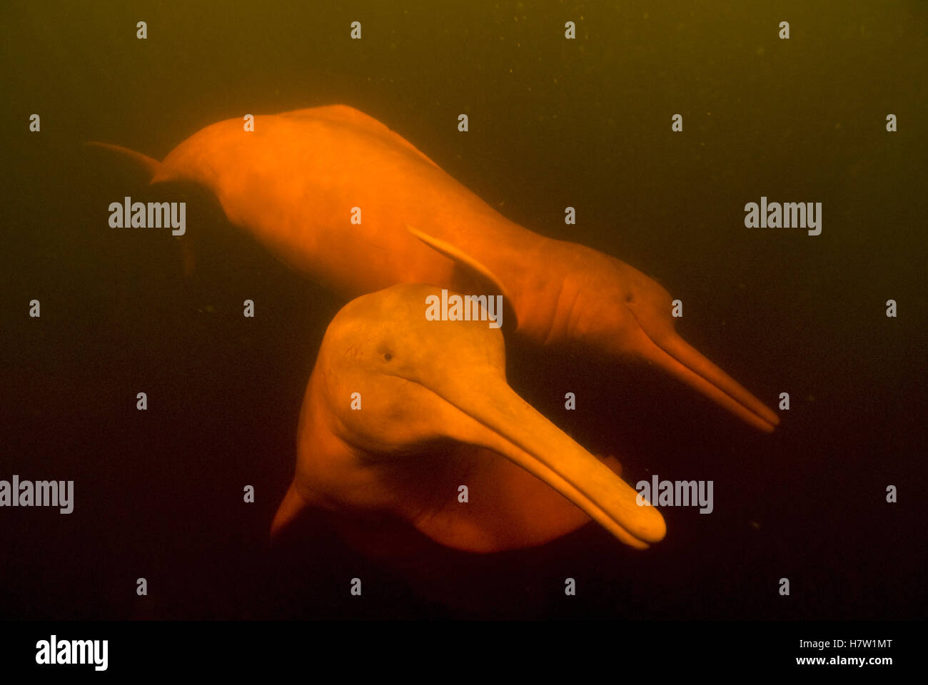 Amazon River Dolphin (Inia geoffrensis) pair swimming, Rio Negro
