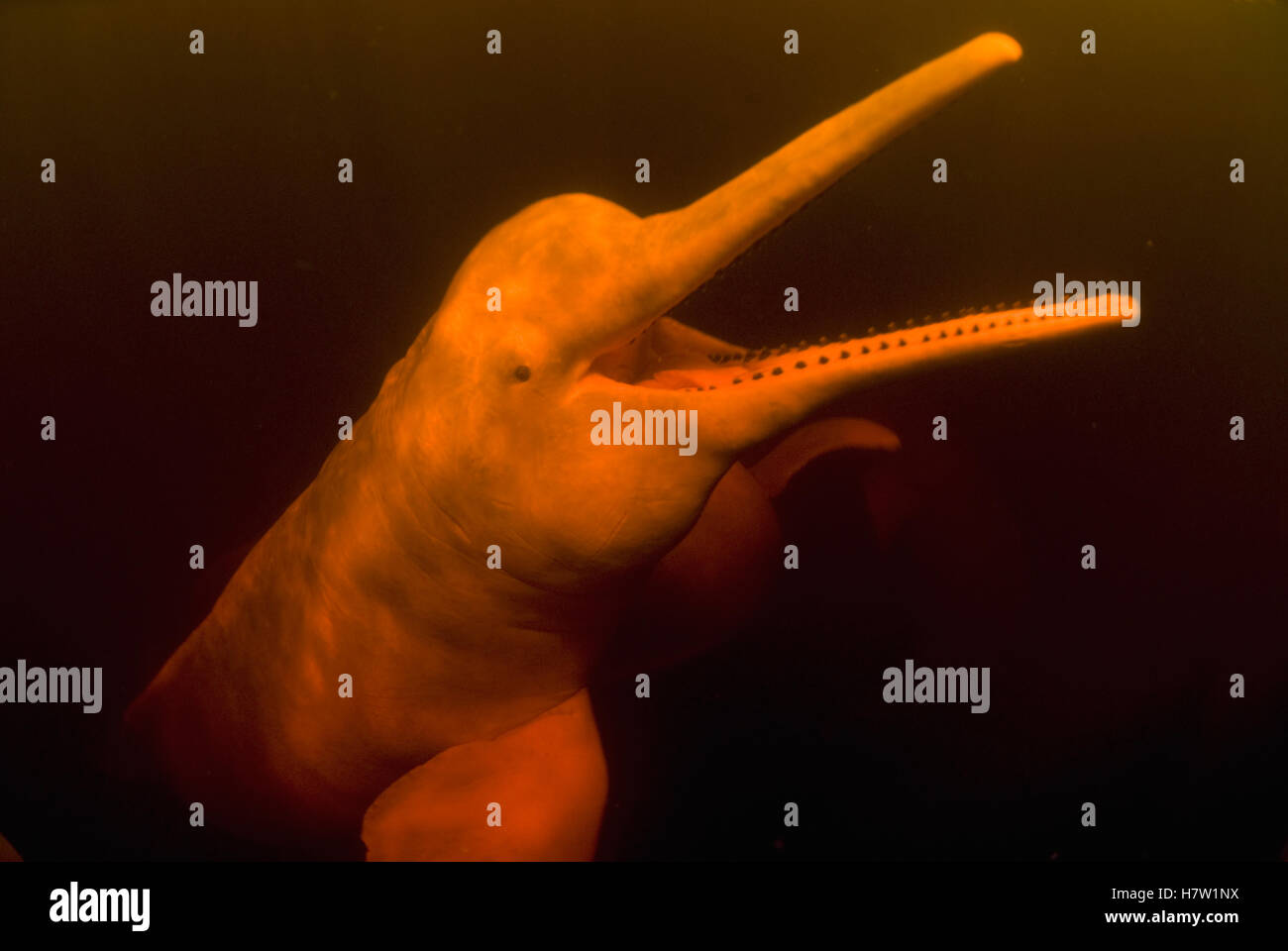 Amazon River Dolphin (Inia geoffrensis), Rio Negro, Amazonia, Brazil