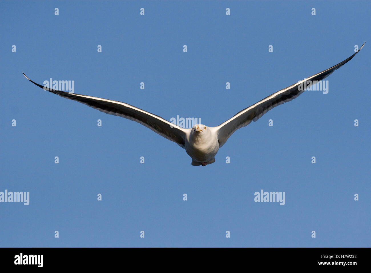 Western Gull (Larus occidentalis) flying, La Jolla, San Diego ...