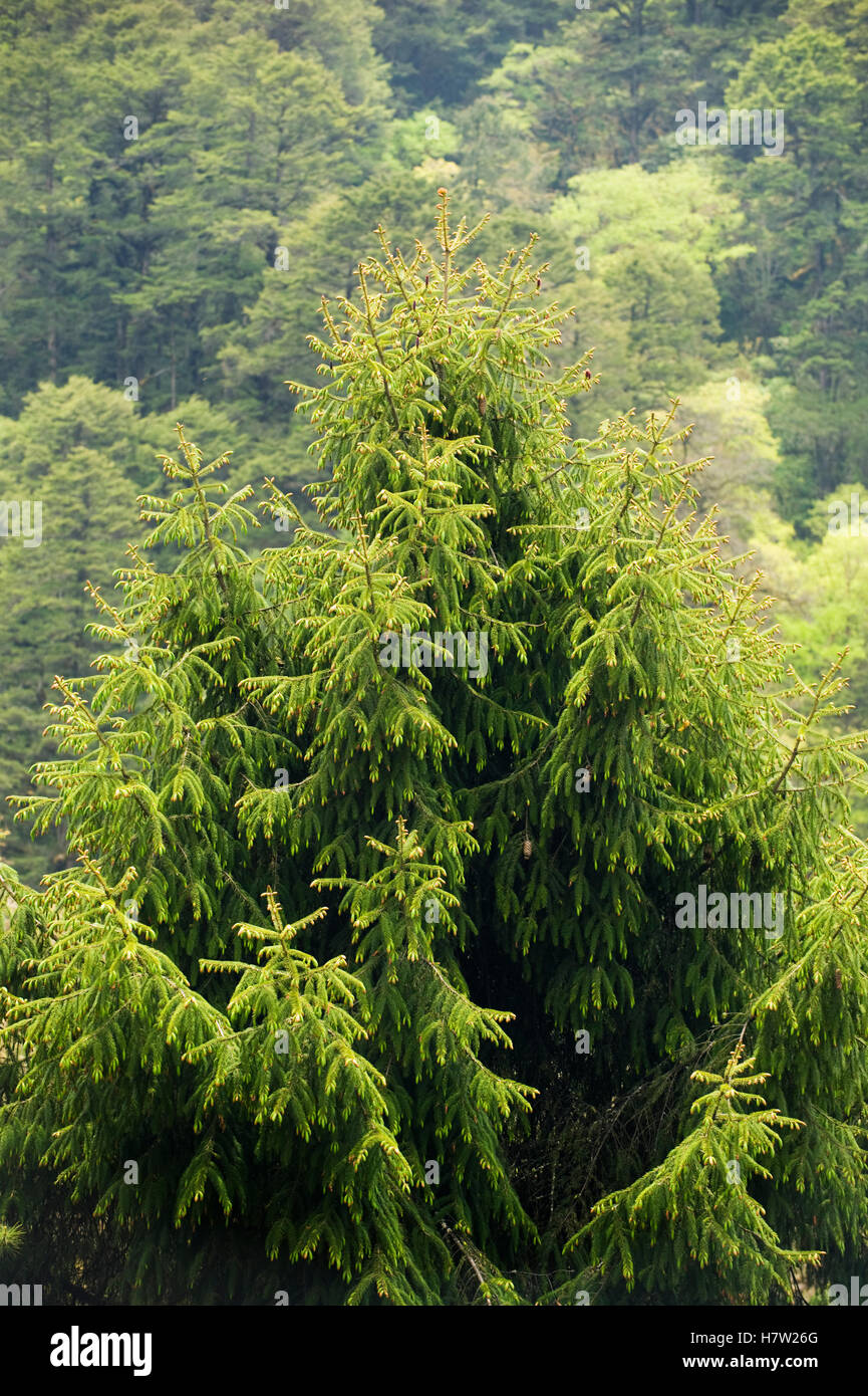 Sikkim Spruce (Picea spinolosa) tree, Dochu La Pass, Bhutan Stock Photo