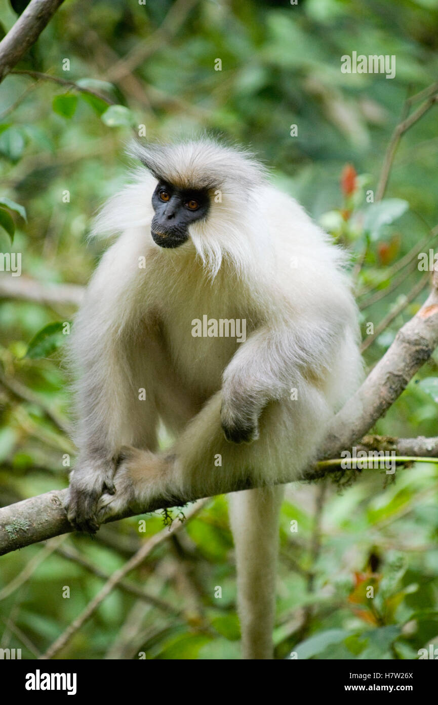 Golden Langur (Trachypithecus geei), Shemgang, Bhutan Stock Photo Alamy