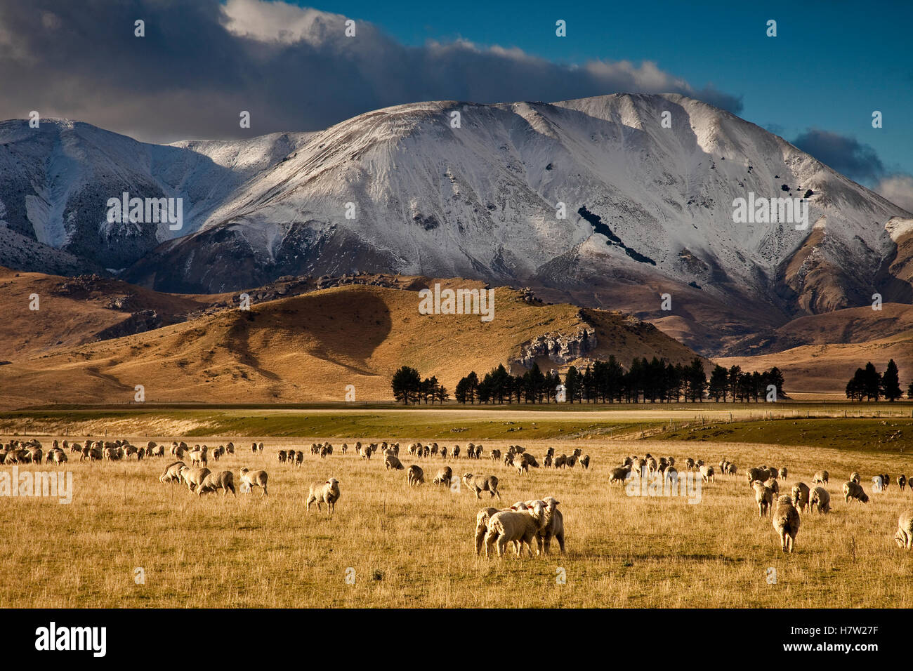 Domestic Sheep (Ovis aries) flock grazing, Castle Hill Basin ...