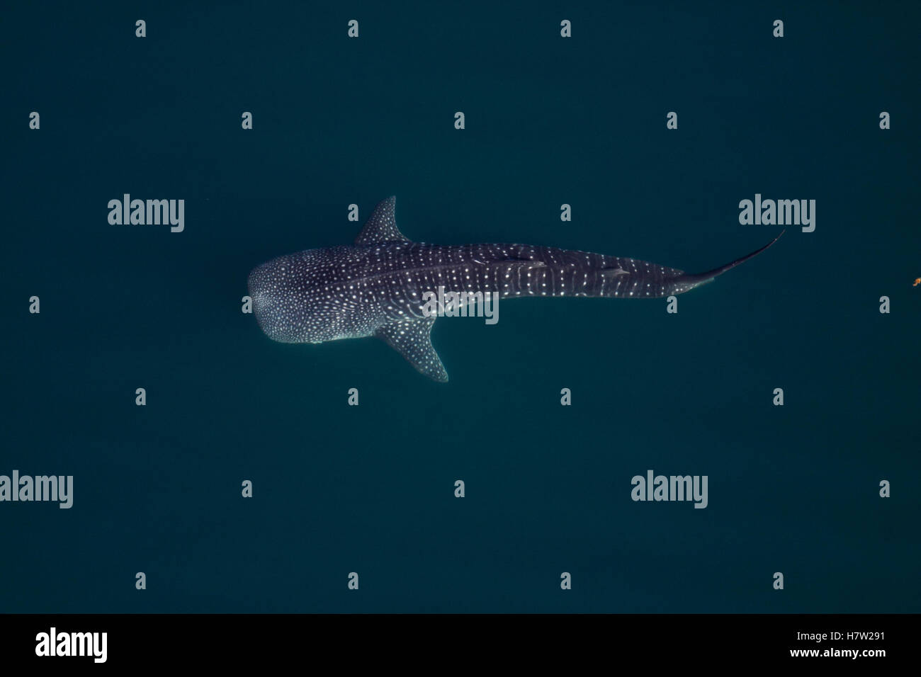 Whale Shark (Rhincodon typus) near ocean surface, Sea of Cortez, Baja