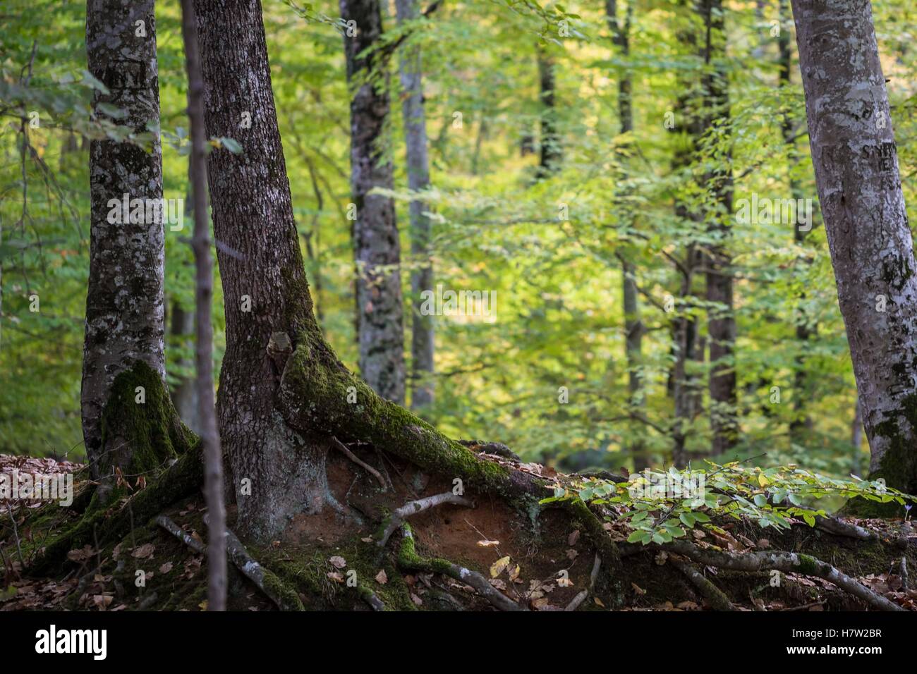 Autumn forest photo with roots of the tree at the front Stock Photo - Alamy