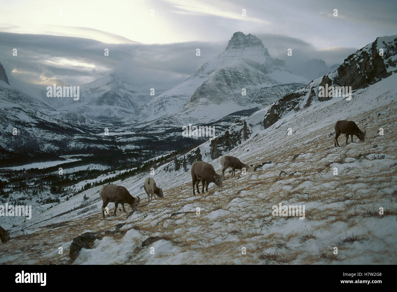 Bighorn Sheep (Ovis canadensis) herd grazing on steep, snowy slope ...