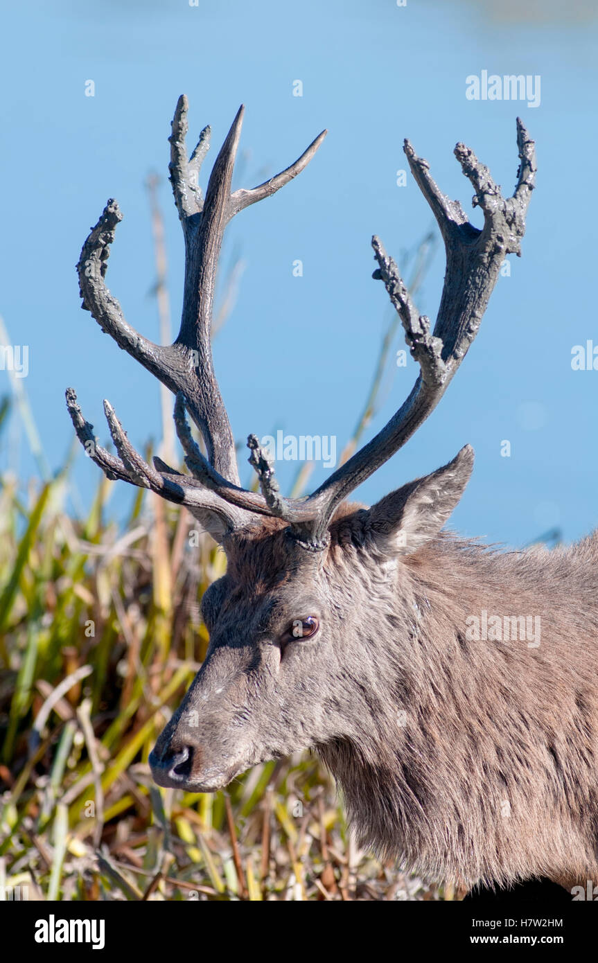 Red deer stag, Cervus elaphus, portrait of big male in grassland in autumn. Stock Photo
