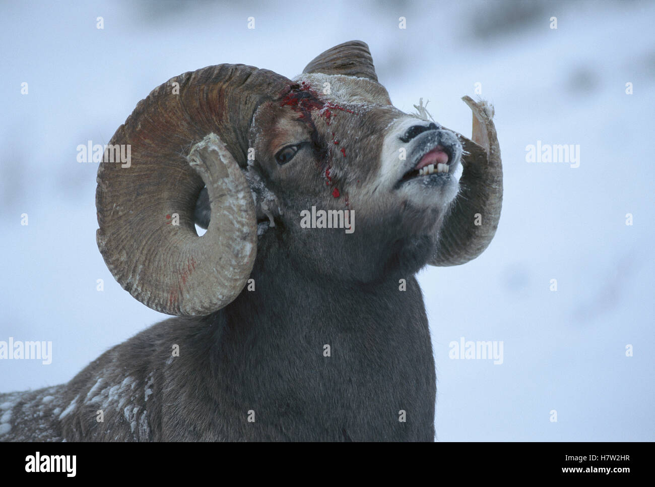 Bighorn Sheep (Ovis canadensis) male with broken horn and bleeding ...