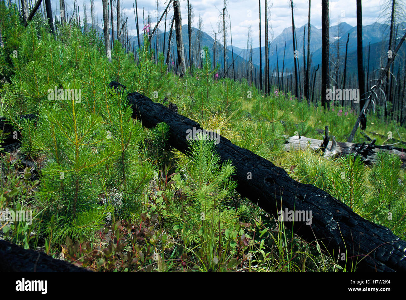Evidence of fire on burned trees and new growth emerging from forest