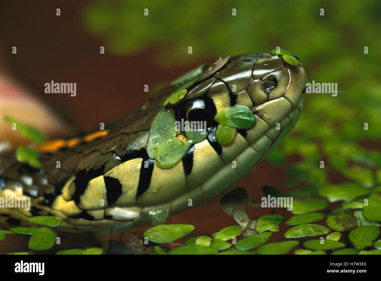Common Garter Snake (Thamnophis sirtalis) in water with duckweed