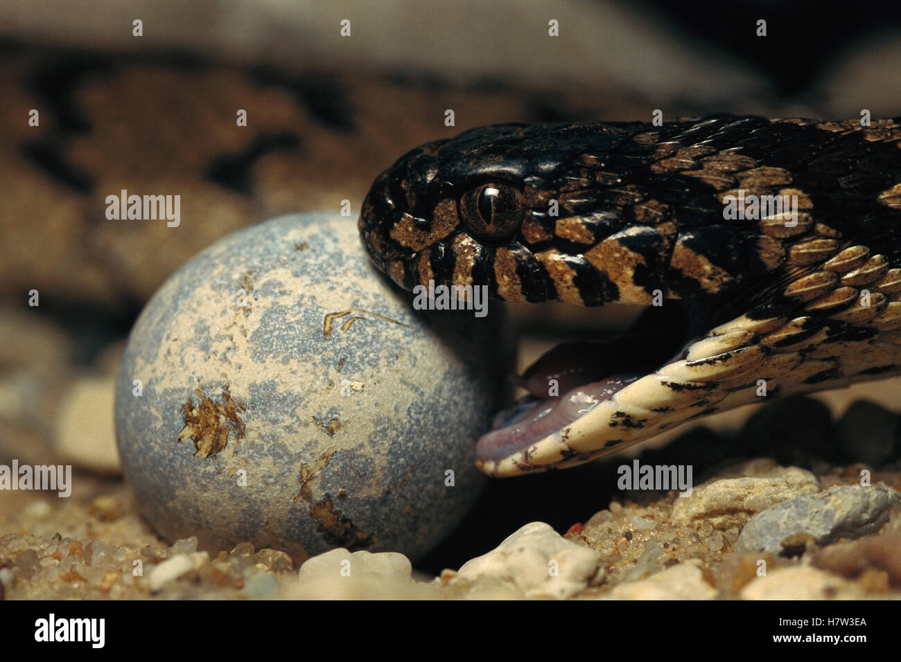 Eggeating Snake (Dasypeltis sp) opens it's mouth to swallow a bird egg