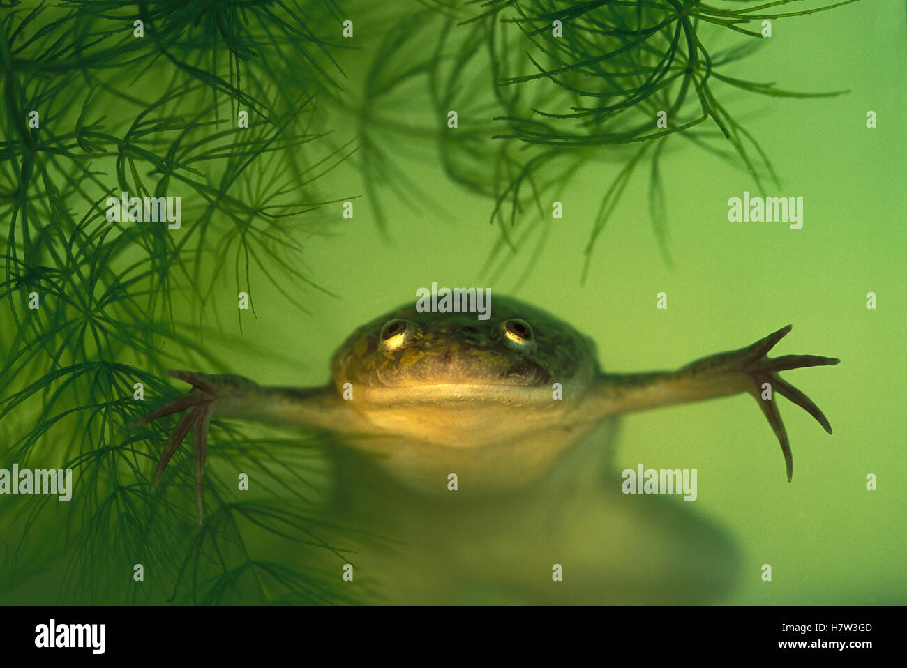 African Clawed Frog (Xenopus laevis) aquatic, rarely seen out of water