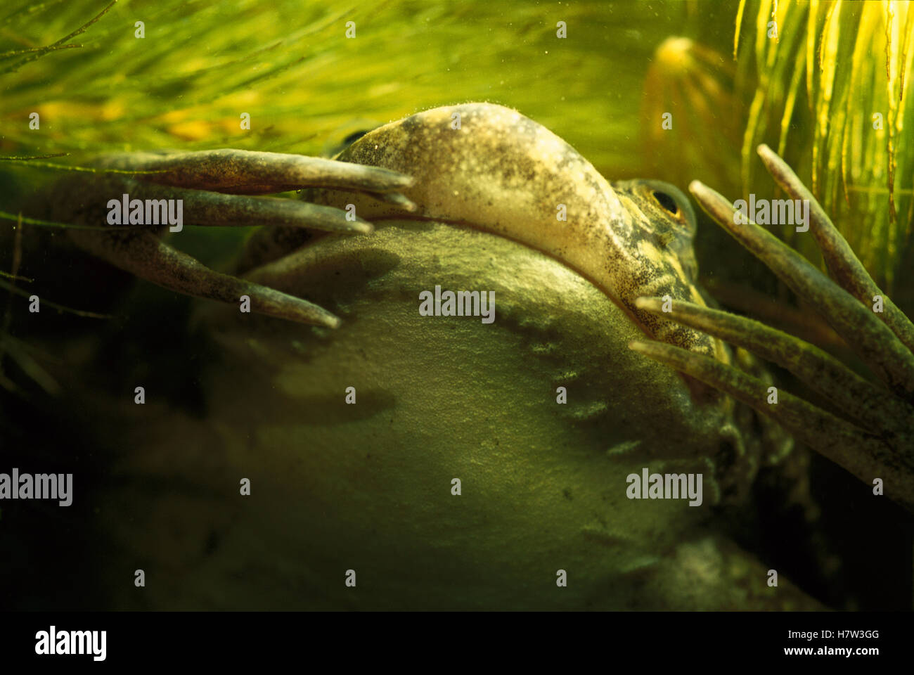 African Clawed Frog (Xenopus laevis) swimming underwater showing underside and front feet
