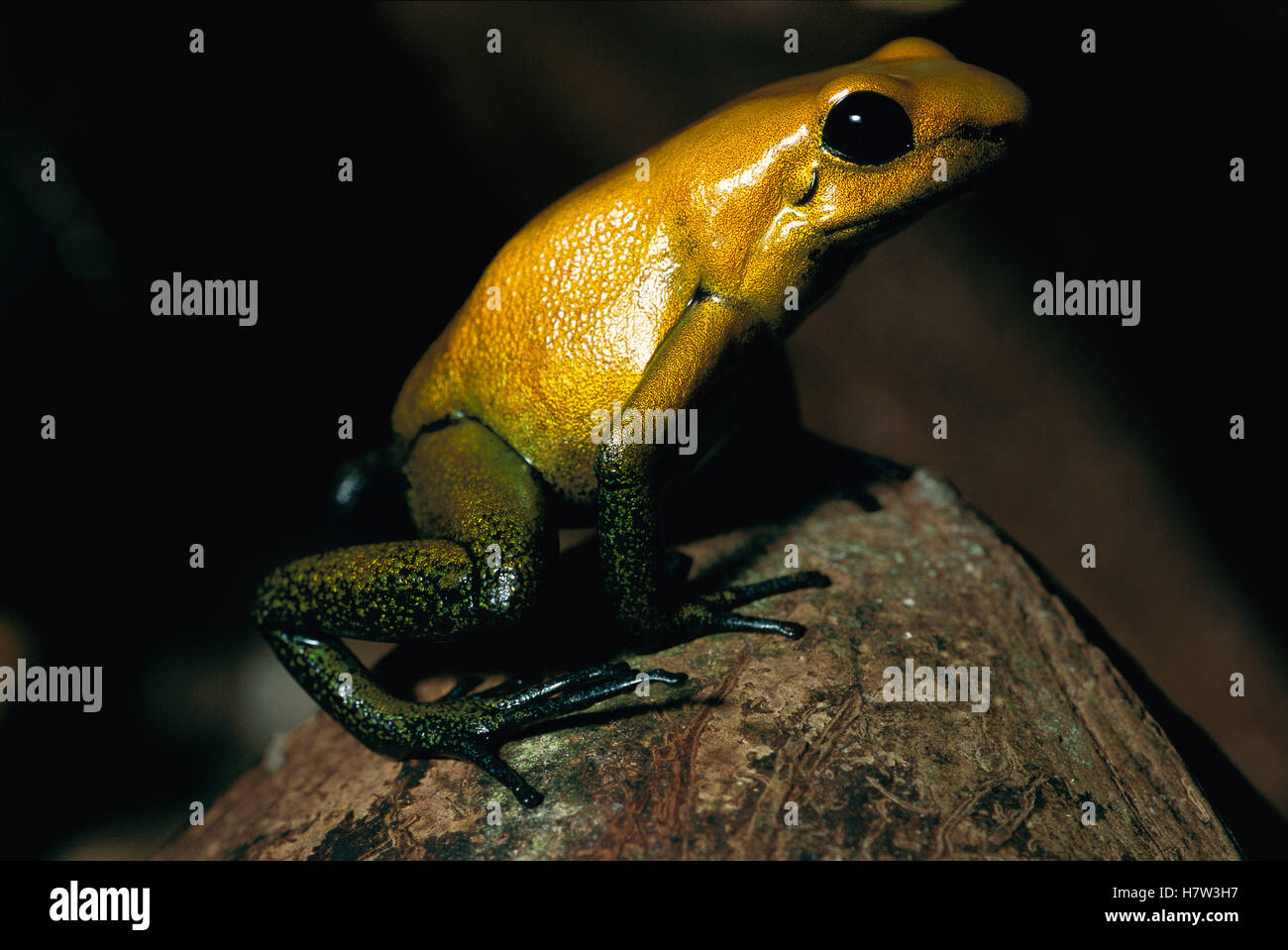 Golden Poison Dart Frog (Phyllobates terribilis) the most venomous frog