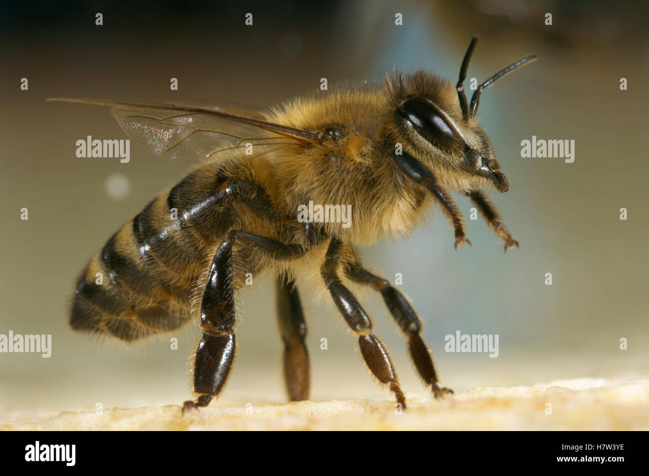 Honey Bee (Apis mellifera) guard caste in defense and attack body ...