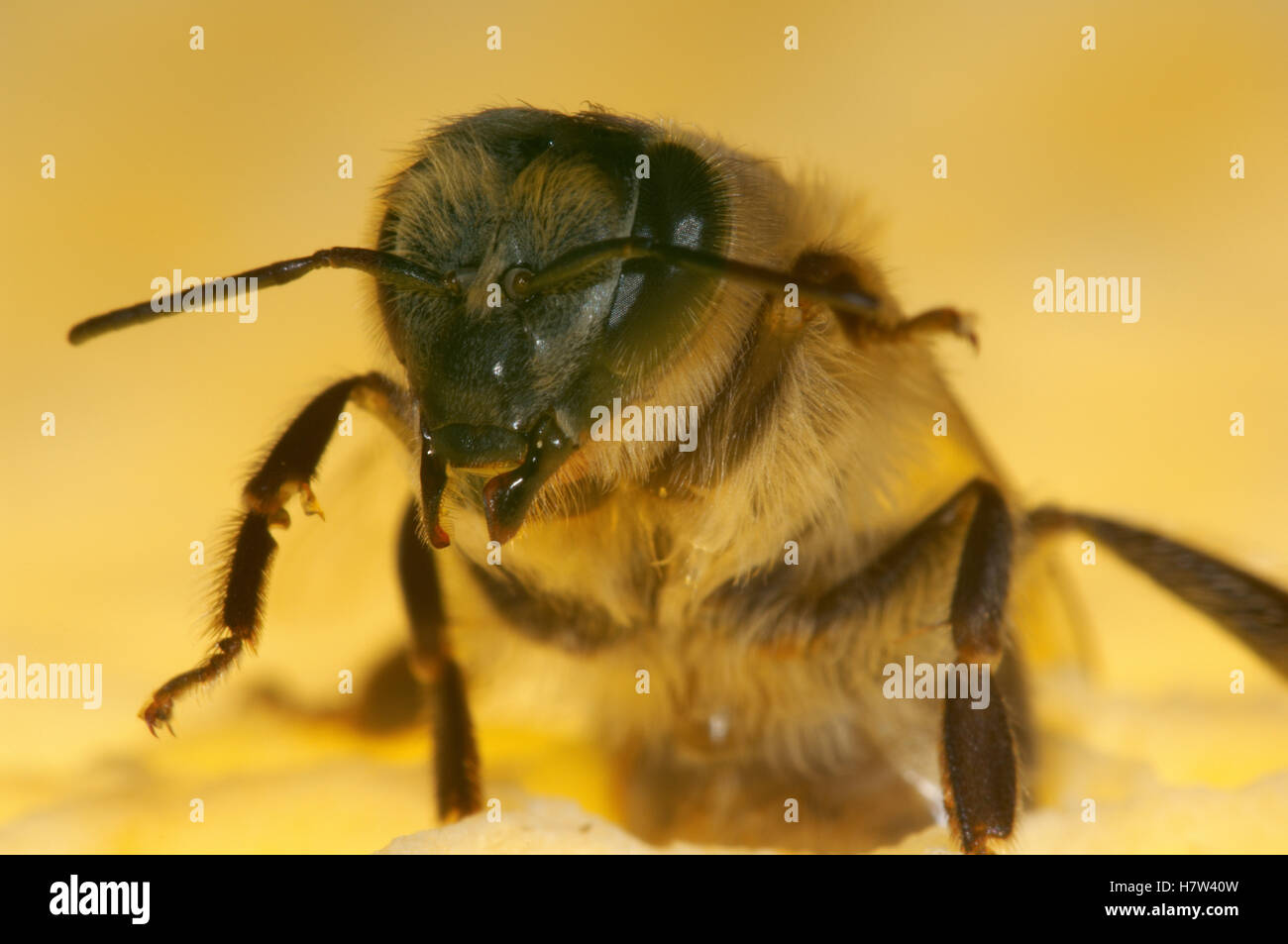 Honey Bee (Apis mellifera) in defensive body posture on honeycomb, Bee ...