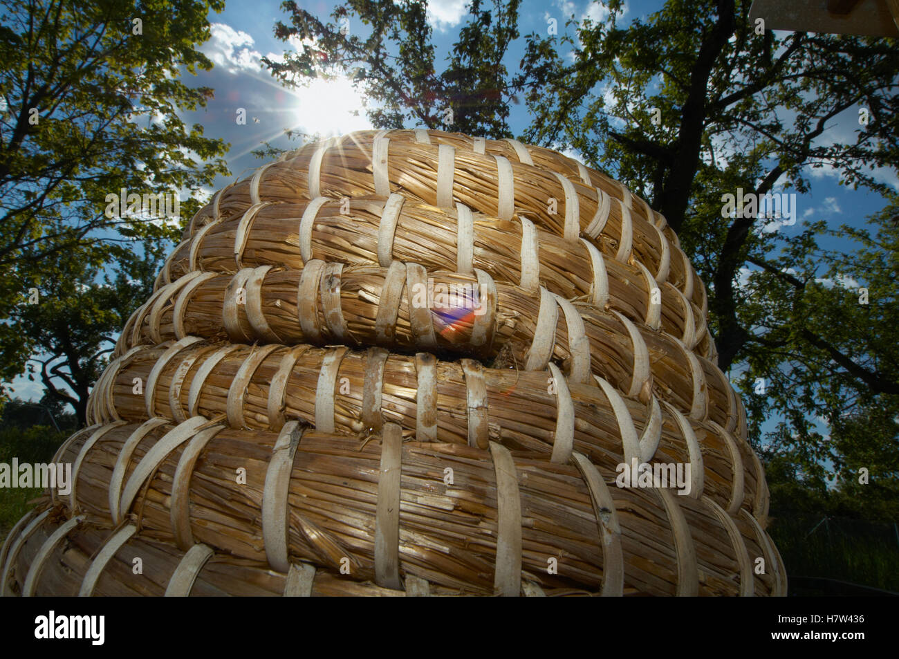Honey Bee (Apis mellifera) traditional beehive, Bee Station at the ...
