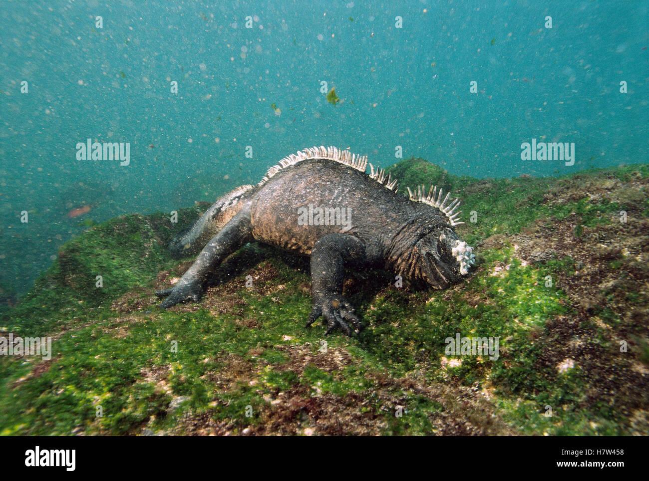 Marine Iguana (Amblyrhynchus cristatus) feeding on algae underwater ...