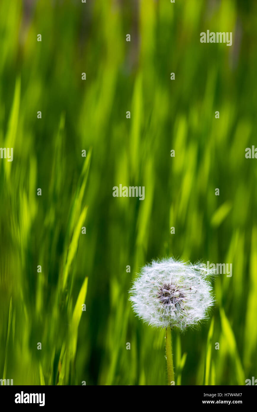 Dandelion in a field of grass in natural light Stock Photo
